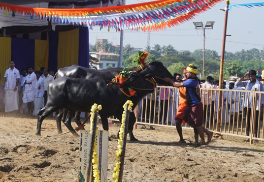 Mangaluru Kambala